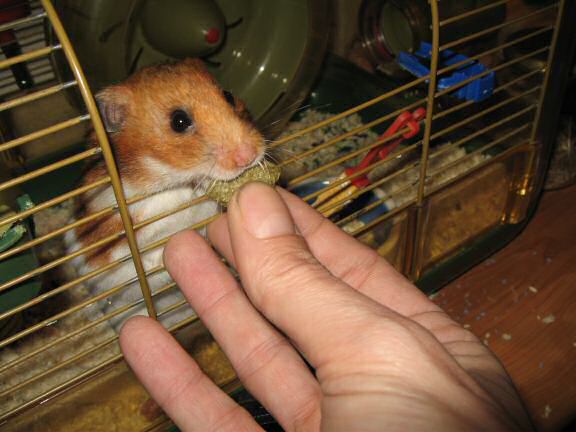 Second X-mas day with my hamster Lucy.