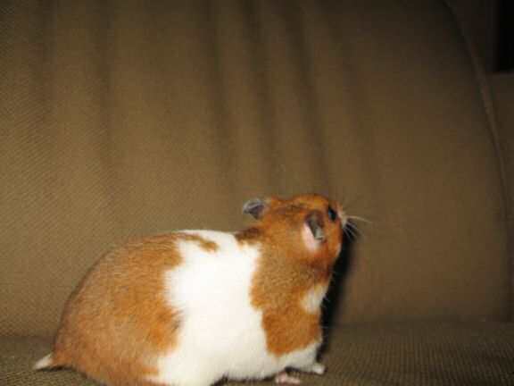 My hamster Lucy ran 200+ km in 182 days.