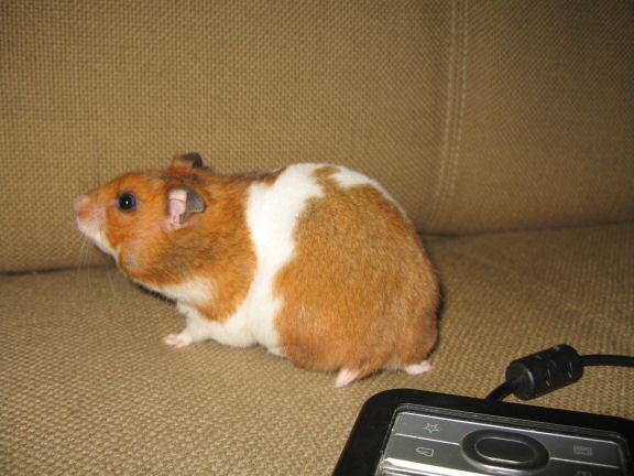 My hamster Lucy ran 200+ km in 182 days.