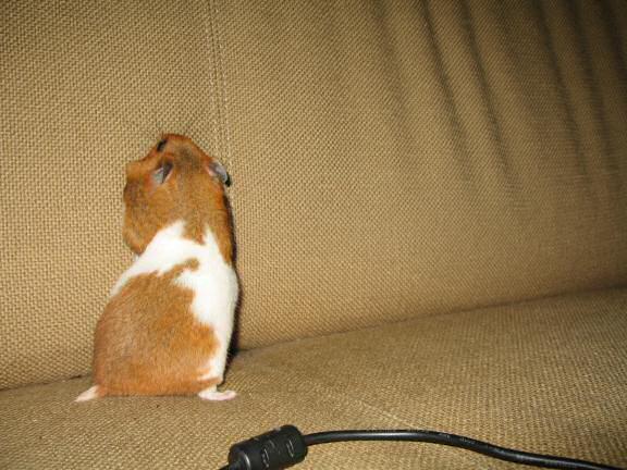 My hamster Lucy ran 200+ km in 182 days.