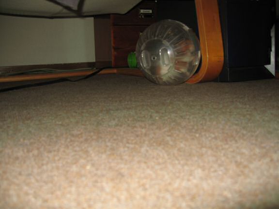 Party-in' with my hamster Lucy.