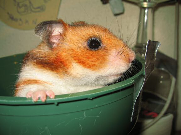 Party-in' with my hamster Lucy.