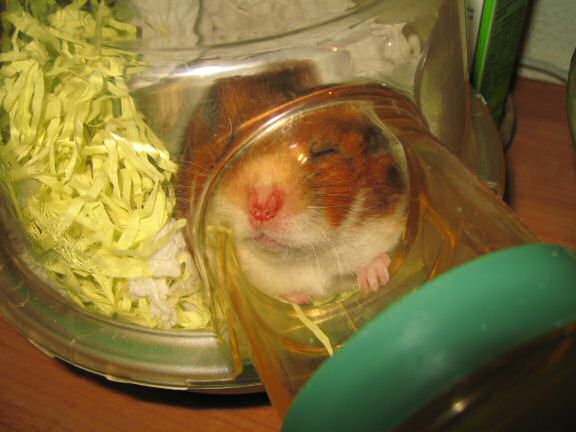 Party-in' with my hamster Lucy.