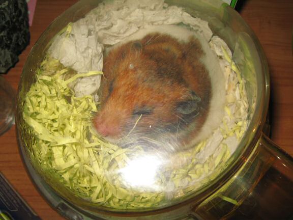 Party-in' with my hamster Lucy.