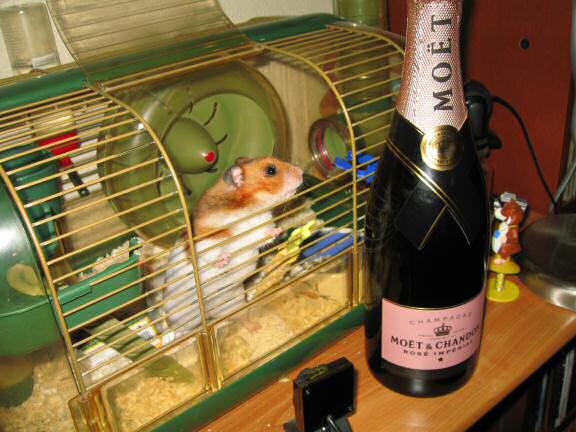 Party preparations with my hamster Lucy.