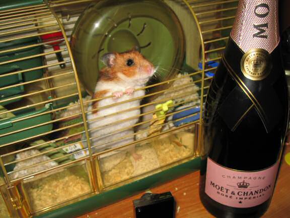 Party preparations with my hamster Lucy.
