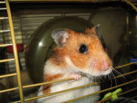 My hamster Lucy on New Years day.