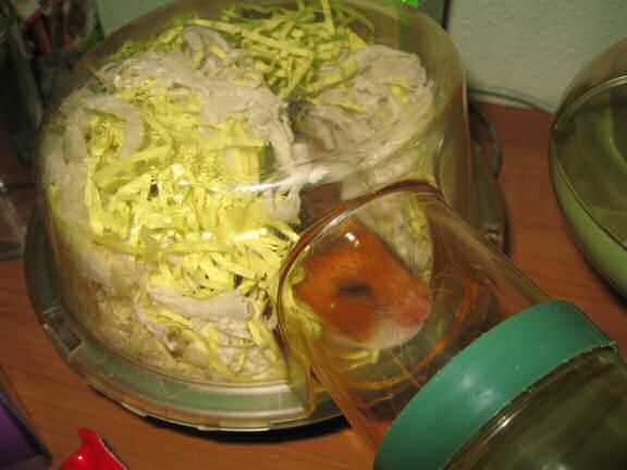 My hamster Lucy's reaction to the LCD-Fix.