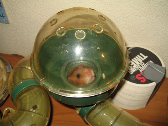 My hamster Lucy negotiating pine-seeds...