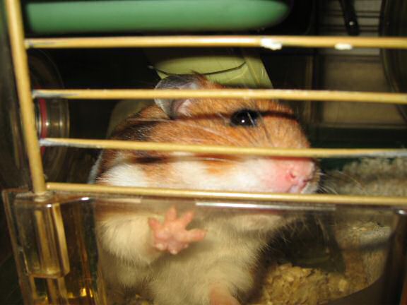 My hamster Lucy negotiating pine-seeds...