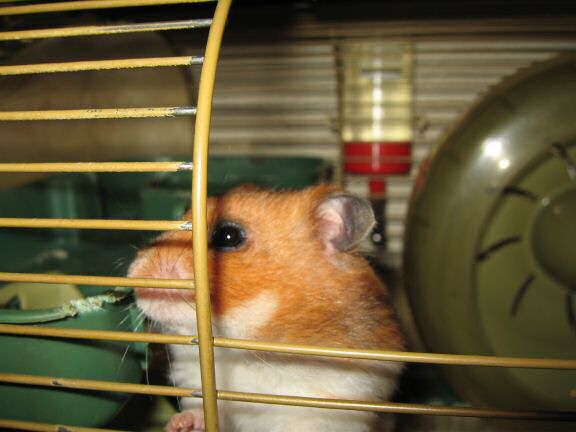 My hamster Lucy negotiating pine-seeds...