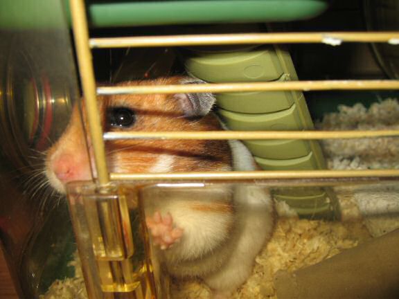 My hamster Lucy negotiating pine-seeds...