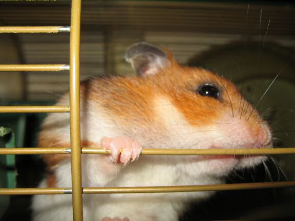 My hamster Lucy negotiating pine-seeds...