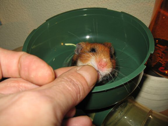 A walnut for my hamster Lucy. 