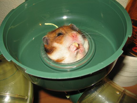 A walnut for my hamster Lucy. 