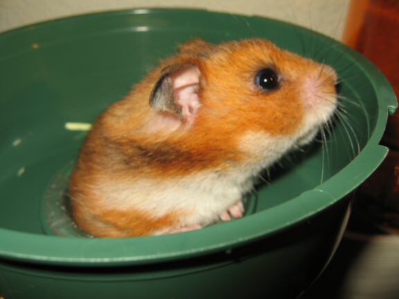 A walnut for my hamster Lucy. 