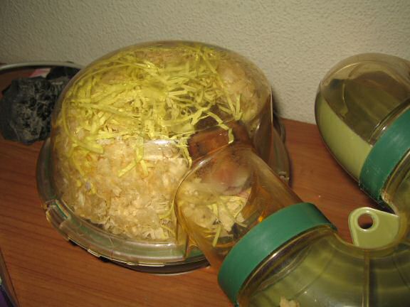 My hamster Lucy's reaction on the software-problems.