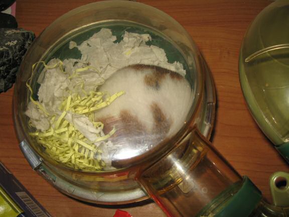 My hamster Lucy's 22+ hour bedroom clean aftermath.