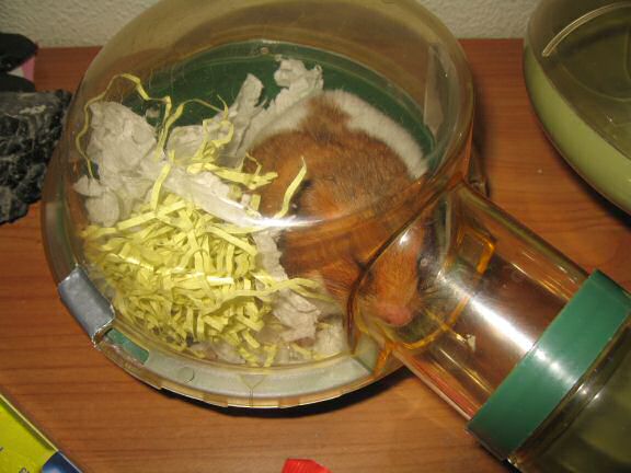 My hamster Lucy's 22+ hour bedroom clean aftermath.