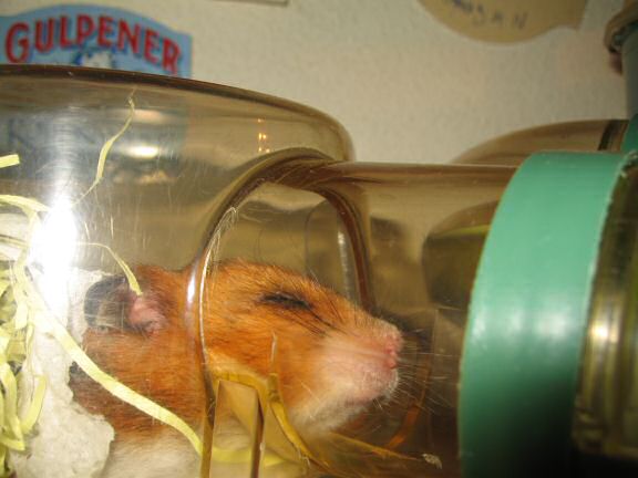 My hamster Lucy's 22+ hour bedroom clean aftermath.