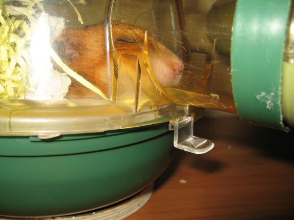 My hamster Lucy's 22+ hour bedroom clean aftermath.