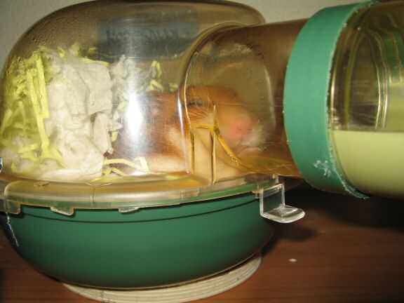 My hamster Lucy's reaction to the LCD-Fix.