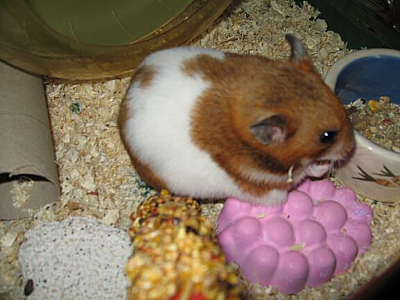 My hamster Lucy's is really SWEET!