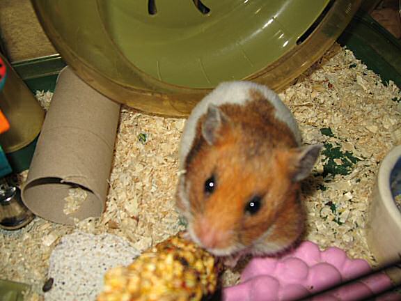 My hamster Lucy's is really SWEET!