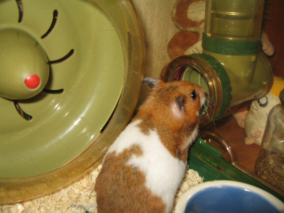 My hamster Lucy's is really SWEET!