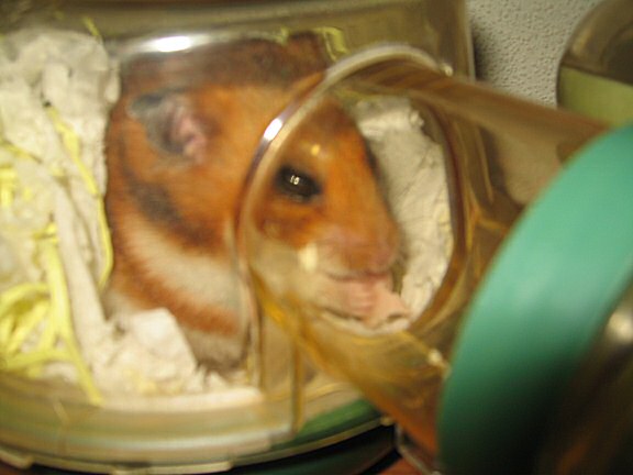 How does my hamster Lucy do it ?