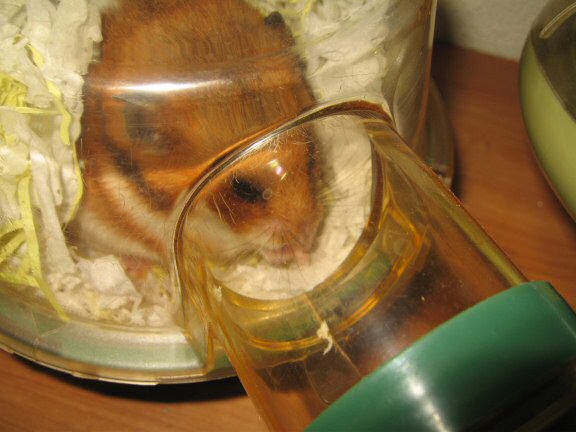 How does my hamster Lucy do it ?