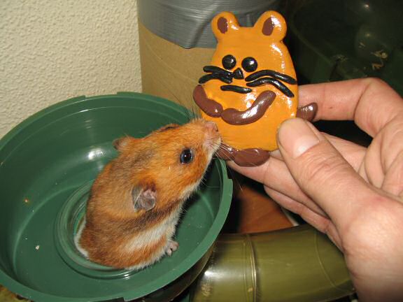 Extreme HamsterTrackin' the Ambitious Hamster Magnet, by Paper Lotus design group.