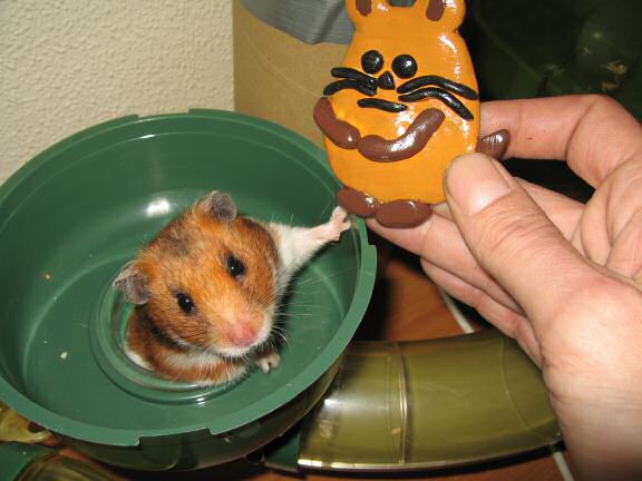 Extreme HamsterTrackin' the Ambitious Hamster Magnet, by Paper Lotus design group.