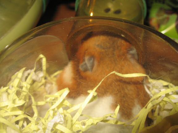 My hamster Lucy sleeping.