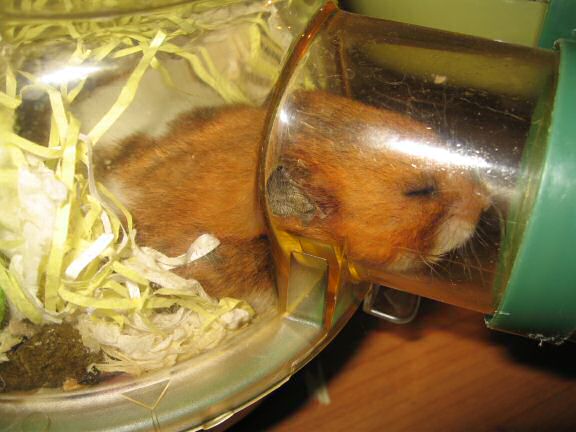 My hamster Lucy sleeping.