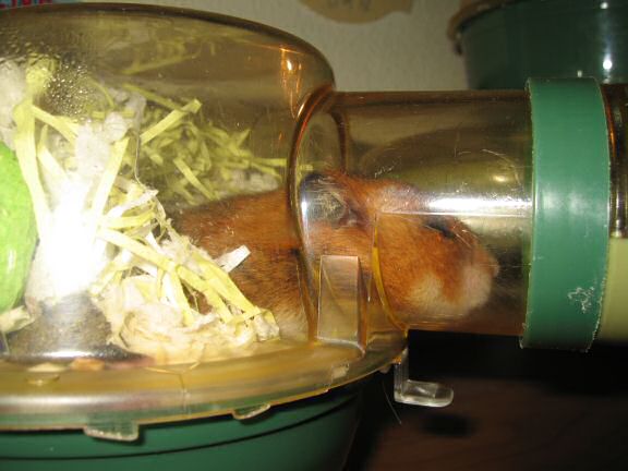 My hamster Lucy sleeping.