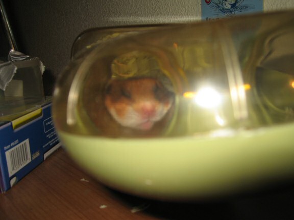 My hamster Lucy sleeping.