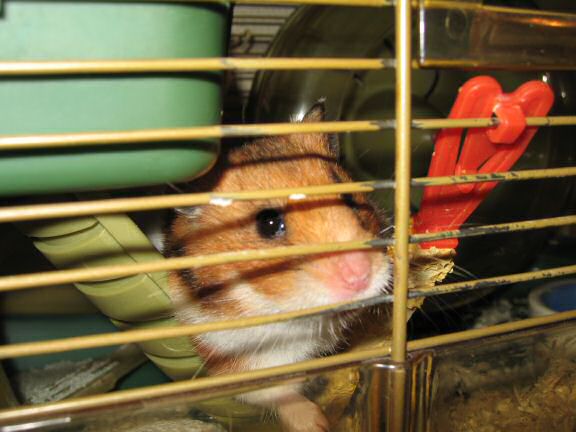 My hamster Lucy thrilled on the new soundcard.