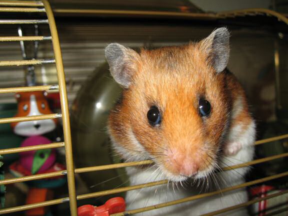My hamster Lucy Loves the tunes.