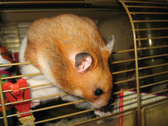 My hamster Lucy Loves the tunes.