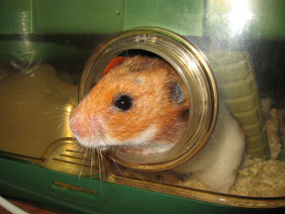 My hamster Lucy doesn't understand, where her bedroom has gone.