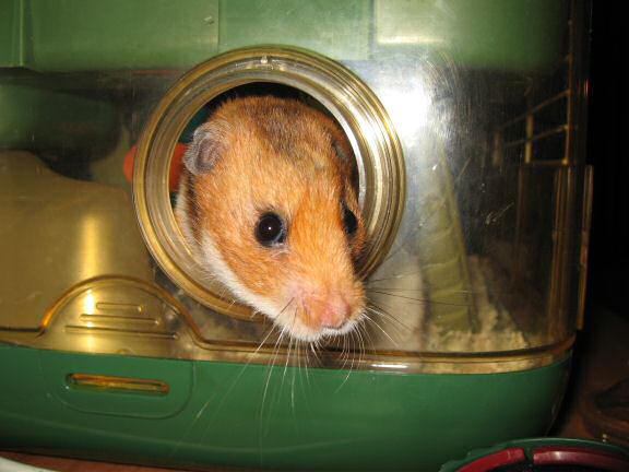 My hamster Lucy doesn't understand, where her bedroom has gone.