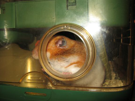 My hamster Lucy doesn't understand, where her bedroom has gone.