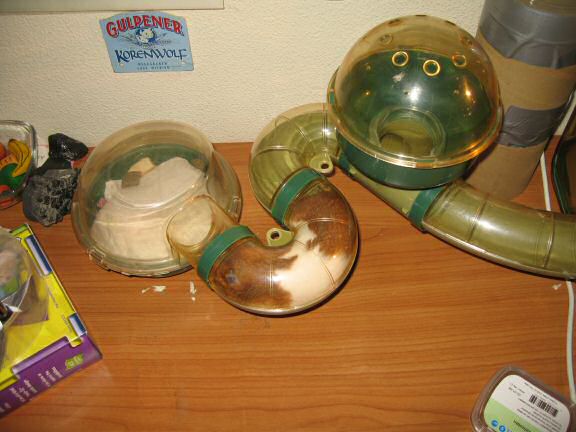 My hamster Lucy checking out her cleaned bedroom, all pouches stuffed to the max.