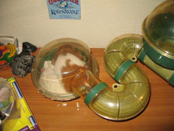 My hamster Lucy checking out her cleaned bedroom, all pouches stuffed to the max.