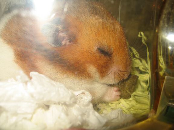 My hamster Lucy being ULTRA CUTE.