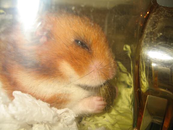 My hamster Lucy being ULTRA CUTE.