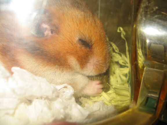 My hamster Lucy being ULTRA CUTE.