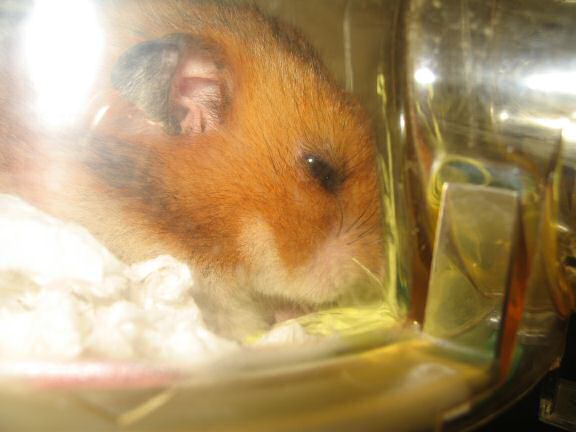 My hamster Lucy being ULTRA CUTE.