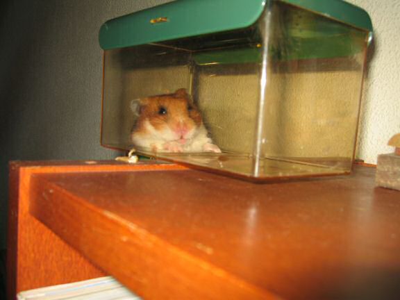 My hamster Lucy doin' the meditation thing !